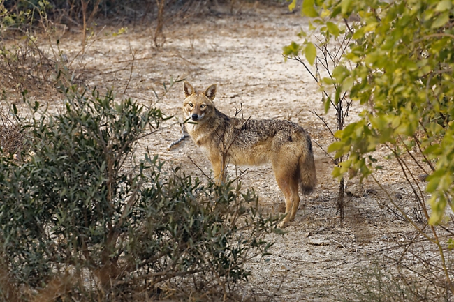 Keoladeo national park-018